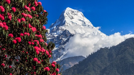 फुलेन लालीगुराँस, फलेनन् चुत्रो र ऐँसेलु